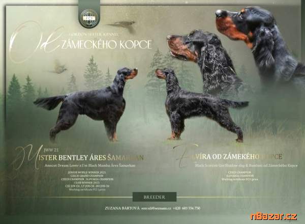 Štěňátka gordonsetra