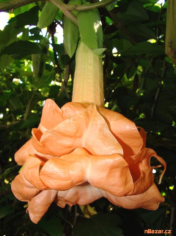 Řízek Brugmansia Angels Flight variegata - Anděls