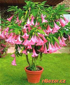 Řízek Brugmansia Suaveolens - Andělská trumpeta