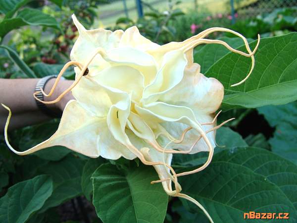 Řízek Brugmansia Summertime - Andělská trumpeta