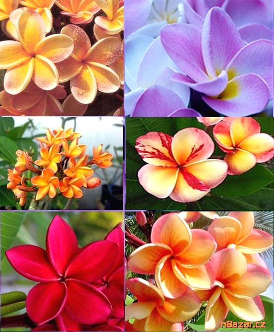 Sazenice Plumeria Frangipani mix barev cca 8-10 c
