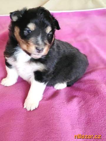 Šeltie - sheltie, pejsci s PP