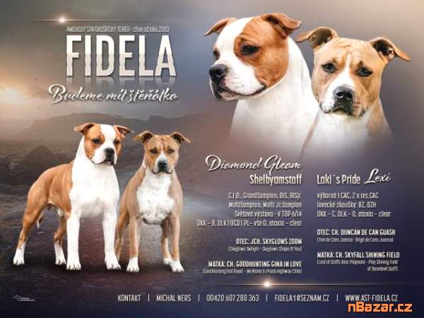 Americký stafordšírský teriér