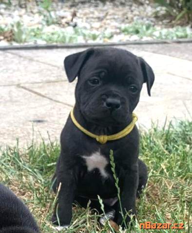 Stafordšírský bulteriér s PP