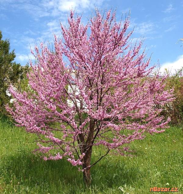semena Cercis siliquastrum - Zmarlika Jidášova