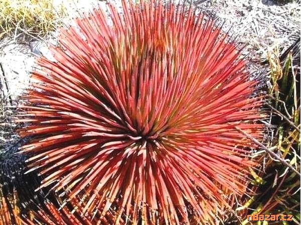 semena Agave stricta rubra
