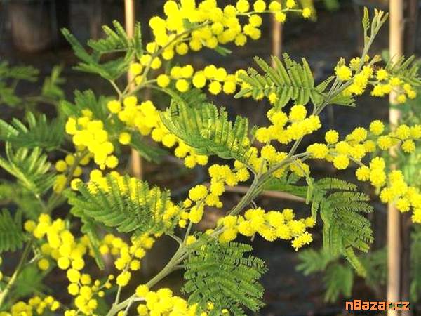semena Acacia dealbata - Akácie sivozelená