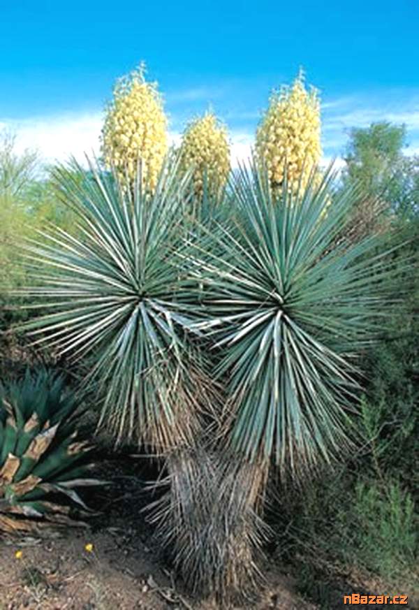 semena Yucca Rigida