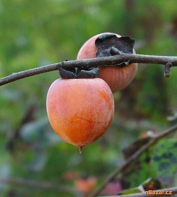 sazenice Diospyros Virginiana
