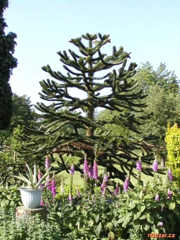 sazenice Araucaria araucana - Blahočet chillský
