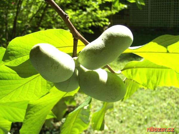 sazenice Asimina triloba - banán severu