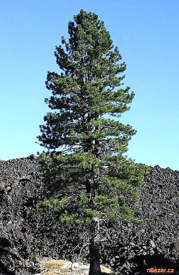 sazenice borovice Jeffreyova - Pinus jeffreyi
