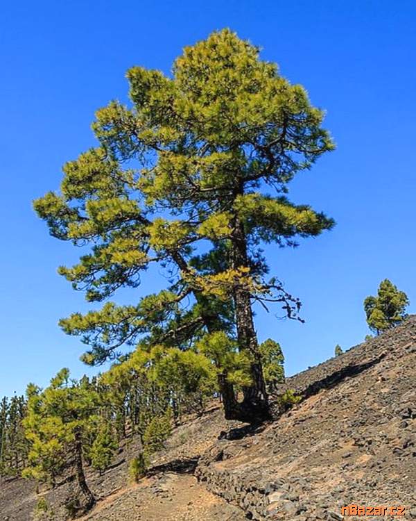 sazenice borovice Kanárská - Pinus canariensis