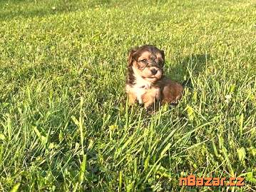 Havanský psík štěňátka s FCI rodokmenem