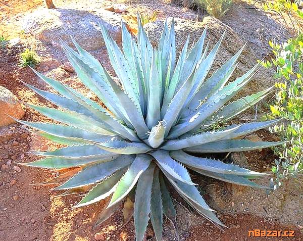 Sazenice Agave chrysantha Golden Flowered