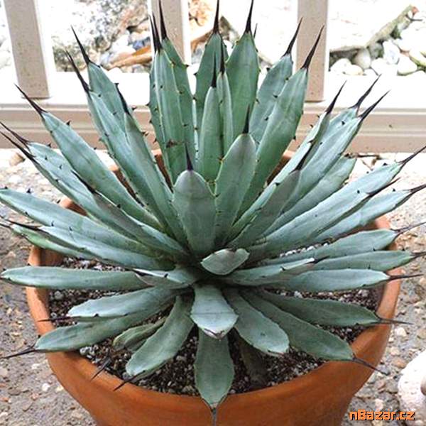 Sazenice Agave macroacantha