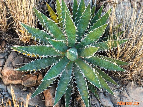Sazenice Agave xylonacantha Blue