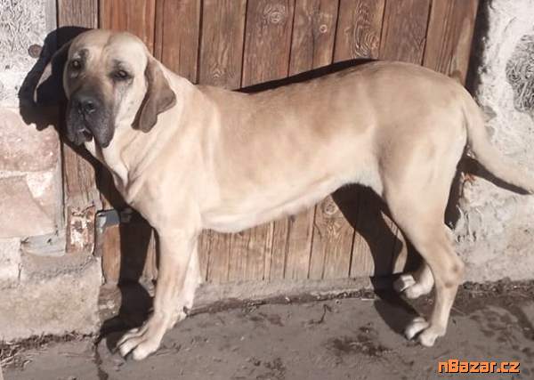 Brazilská fila, štěňata s PP