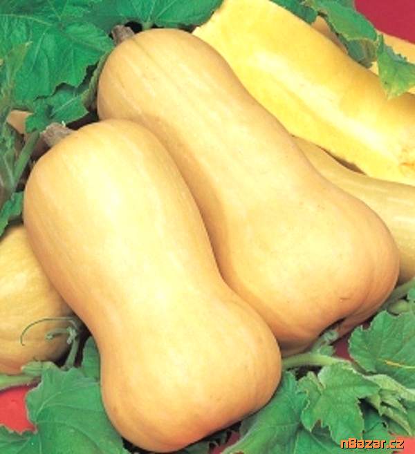 Tykev muškátová Butternut (Liscia) - semena