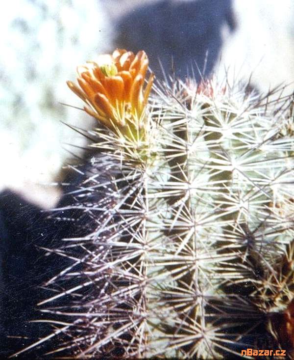 Kaktus Echinocereus neomexicanus - semena