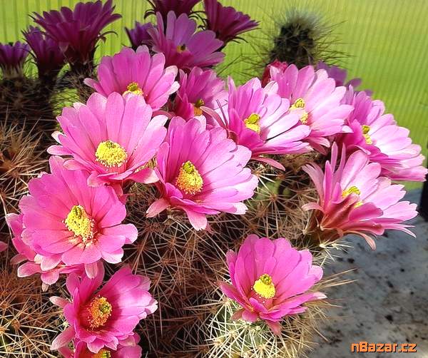Kaktus Echinocereus roetteri - semena