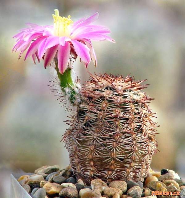 Kaktus Echinocereus adustus SB 72 - semena