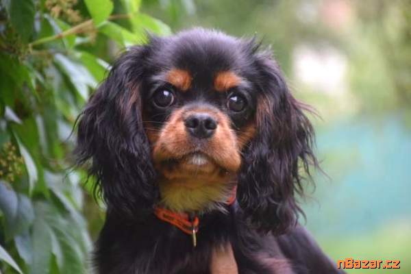 Kavalír king charles spaniel s PP štěně