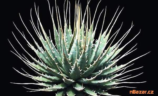 Sazenice Agave Utahensis