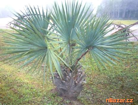 Sazenice Sabal minor 1-2 první listy