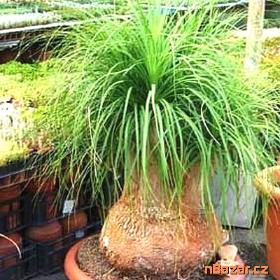 Sazenice Sloní noha-beaucarnea guatemalensis