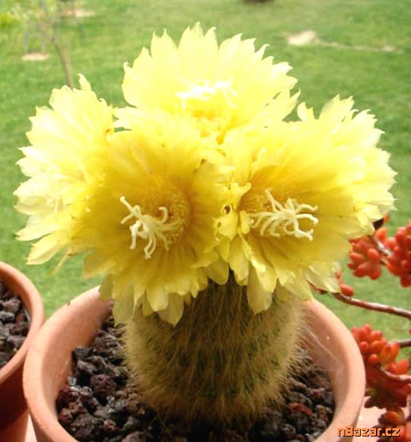 Kaktus Eriocactus leninghausii - semena