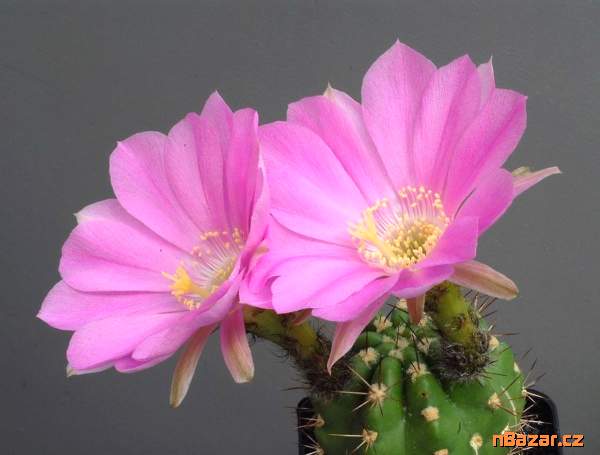 Kaktus Lobivia caineana - semena Kaktus Lobivia caineana - semena