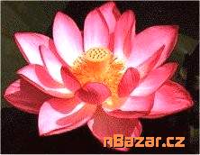 Nelumbo Nucifera - Lotos indický - semena Nelumbo Nucifera - Lotos indický - semena