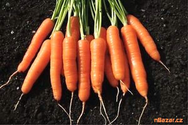 Mrkev Vanda - semena