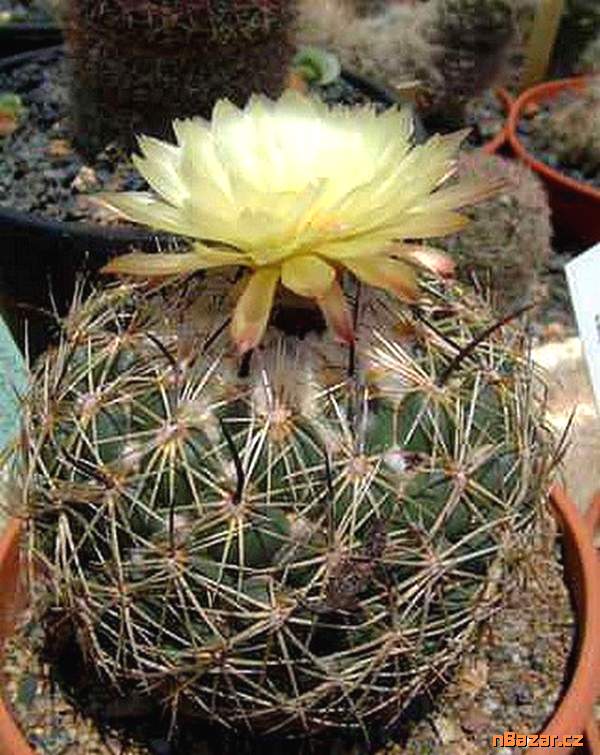 Kaktus Coryphantha reduncuspina - semena