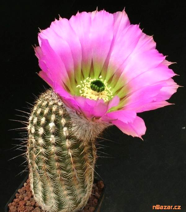 Kaktus Echinocereus armatus PP 22 - semena