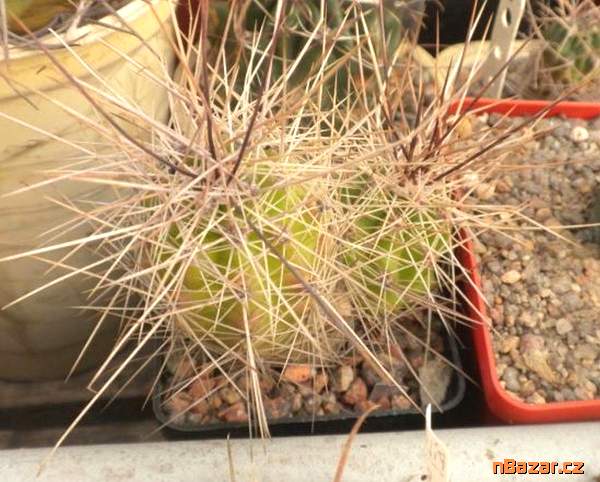 Kaktus Echinocereus enneacanthus SB 676 - semena Kaktus Echinocereus enneacanthus SB 676 - semena