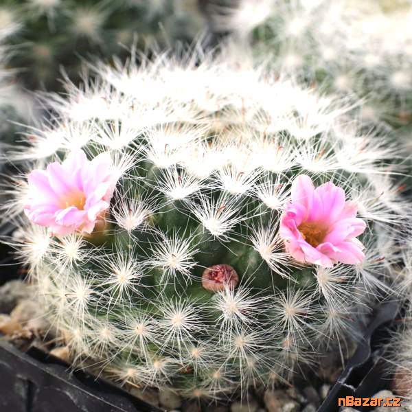 Kaktus Echinocereus glassii - semena Kaktus Echinocereus glassii - semena