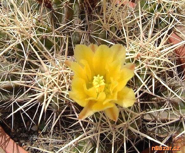 Kaktus Echinocereus maritimus Guerrero Negro - se