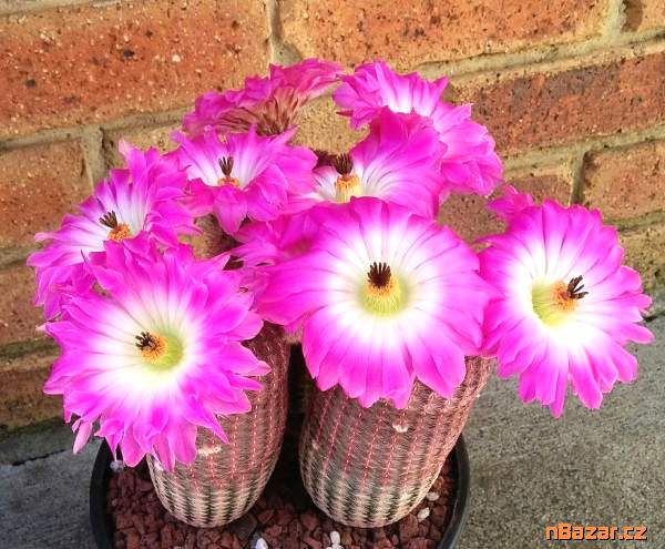 Kaktus Echinocereus pectinatus v. rubrispinus - s