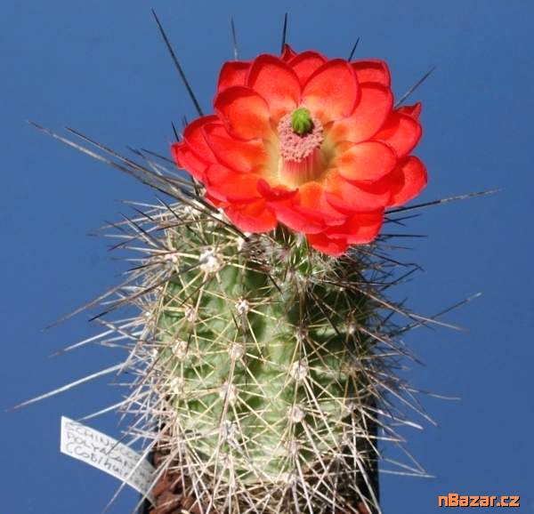Kaktus Echinocereus polyacanthus v. spinigematus 