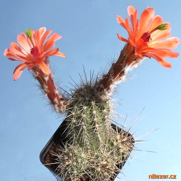 Kaktus Echinocereus scheeri - semena