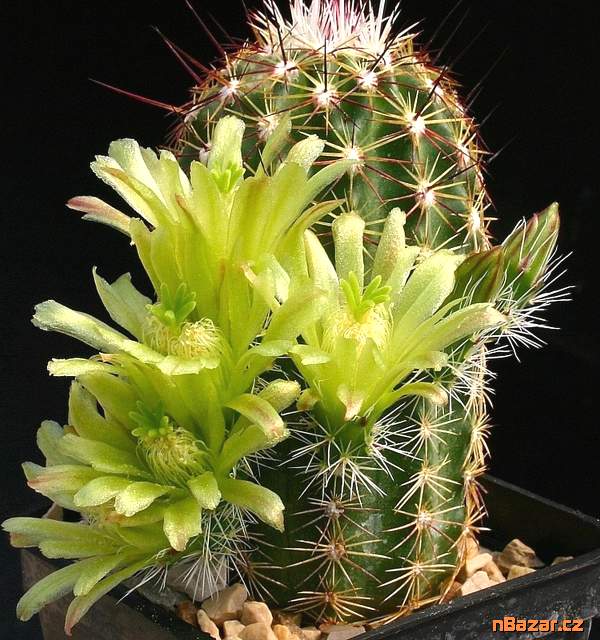 Kaktus Echinocereus viridiflorus - semena
