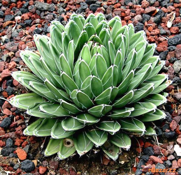 Sazenice Agave victoriae-reginae Huasteca Canyon Sazenice Agave victoriae-reginae Huasteca Canyon