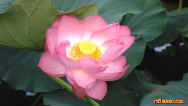 Nelumbo Nucifera - Lotos indický - semena