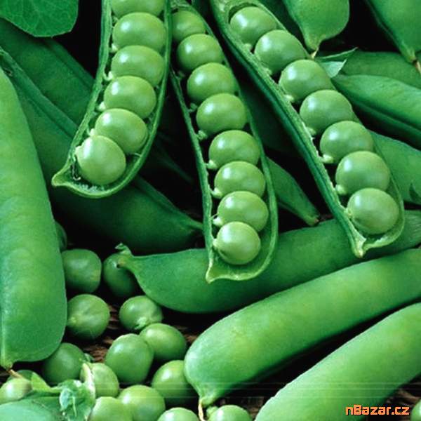 Hrách dřeňový Avola - semena Hrách dřeňový Avola - semena