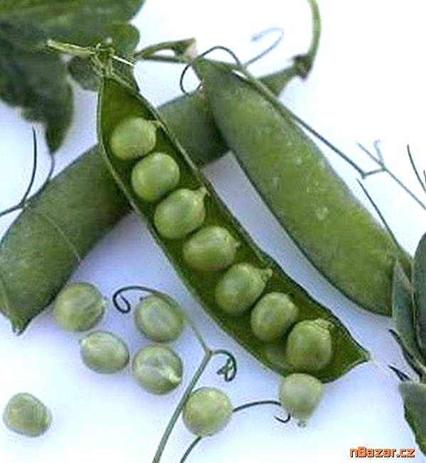 Hrách dřeňový Radovan - semena