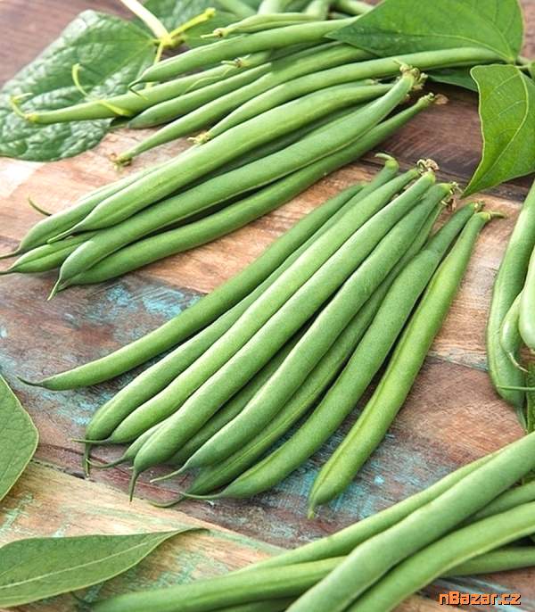 Fazol keříčkový Majorka na lusky - semena