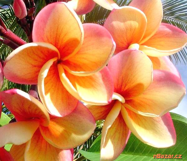 Plumeria Frangipani Imperial Topaz - semena
