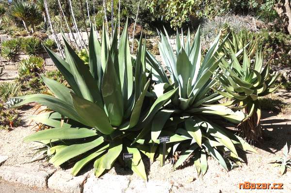 Sazenice Agave salmiana subs. Salmiana